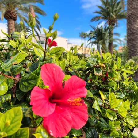 Alisios Encanto By Sea There Fuerteventura Appartement *